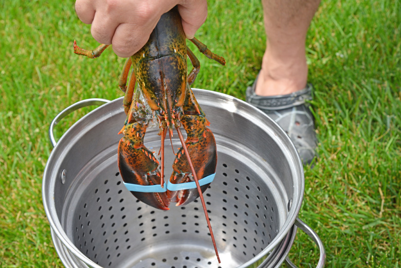 https://www.savoryexperiments.com/wp-content/uploads/2020/06/Steamed-Lobster-1.jpg