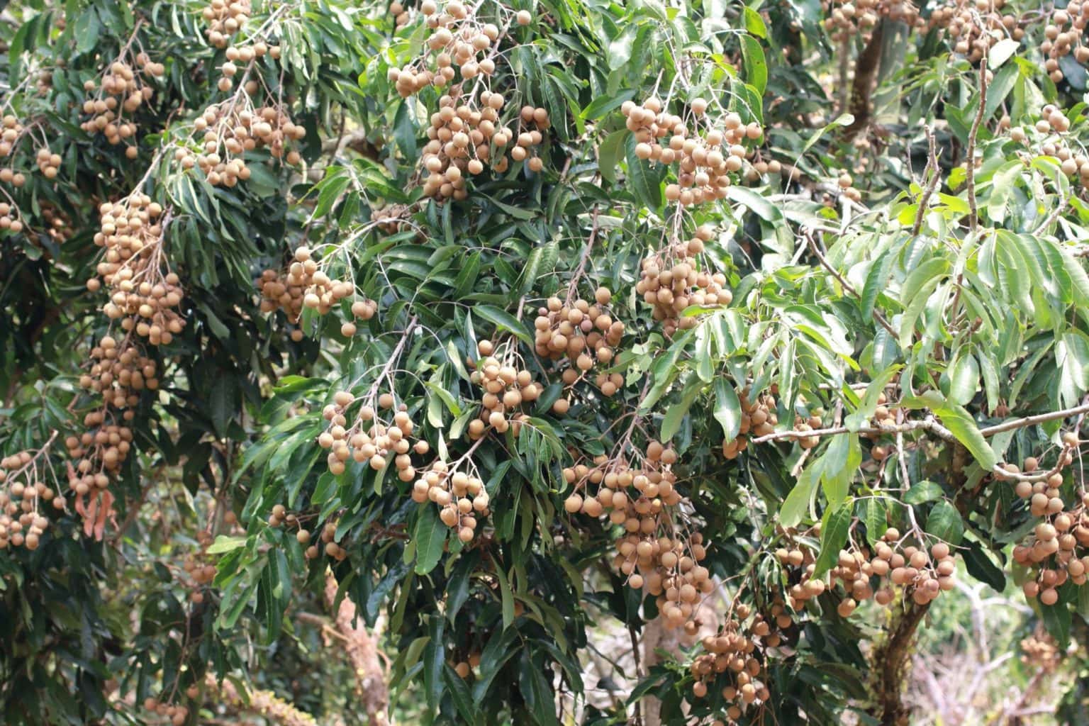 what-is-a-longan-fruit-how-to-eat-store-dragon-s-eye