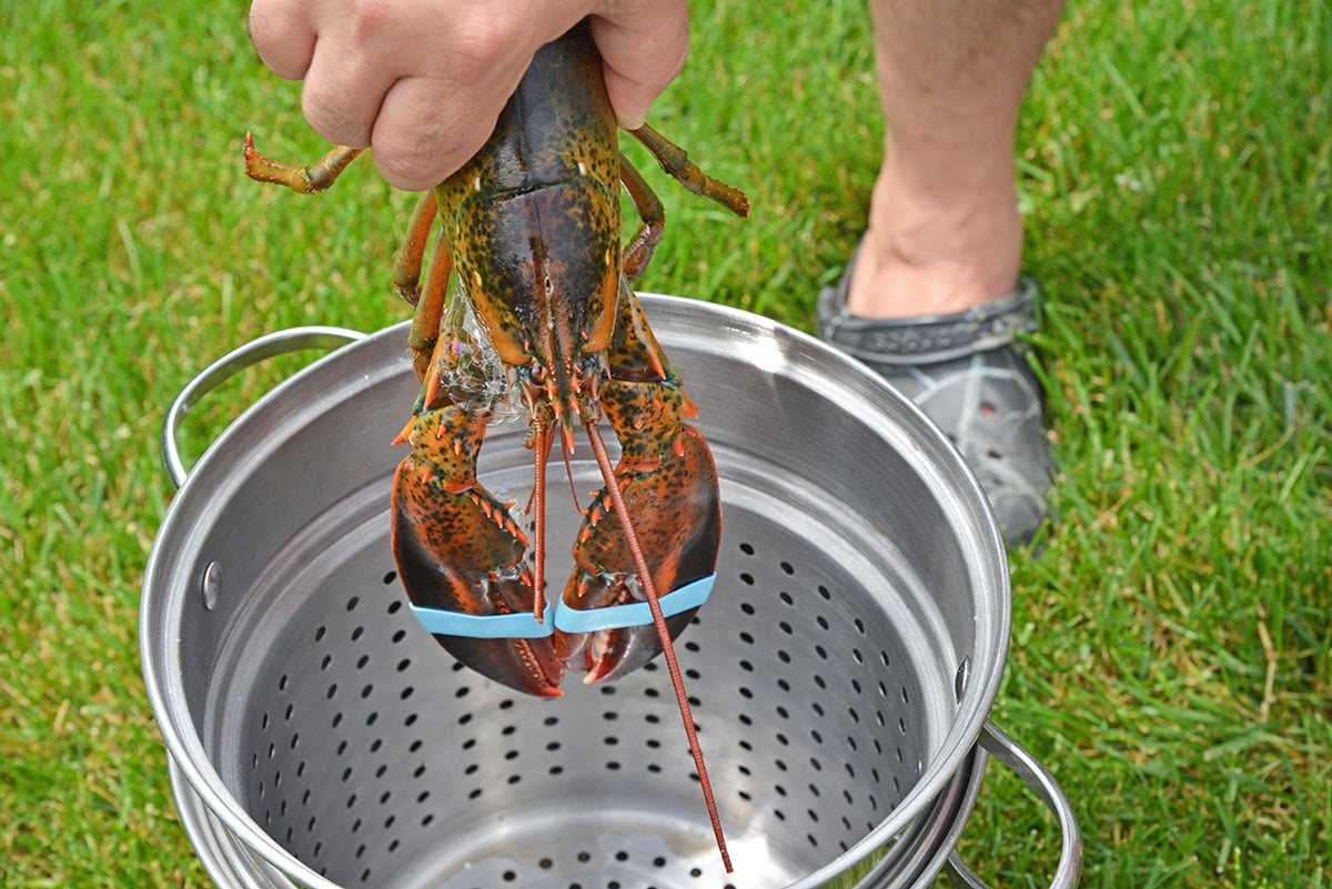 placing a whole lobster in a steam pot