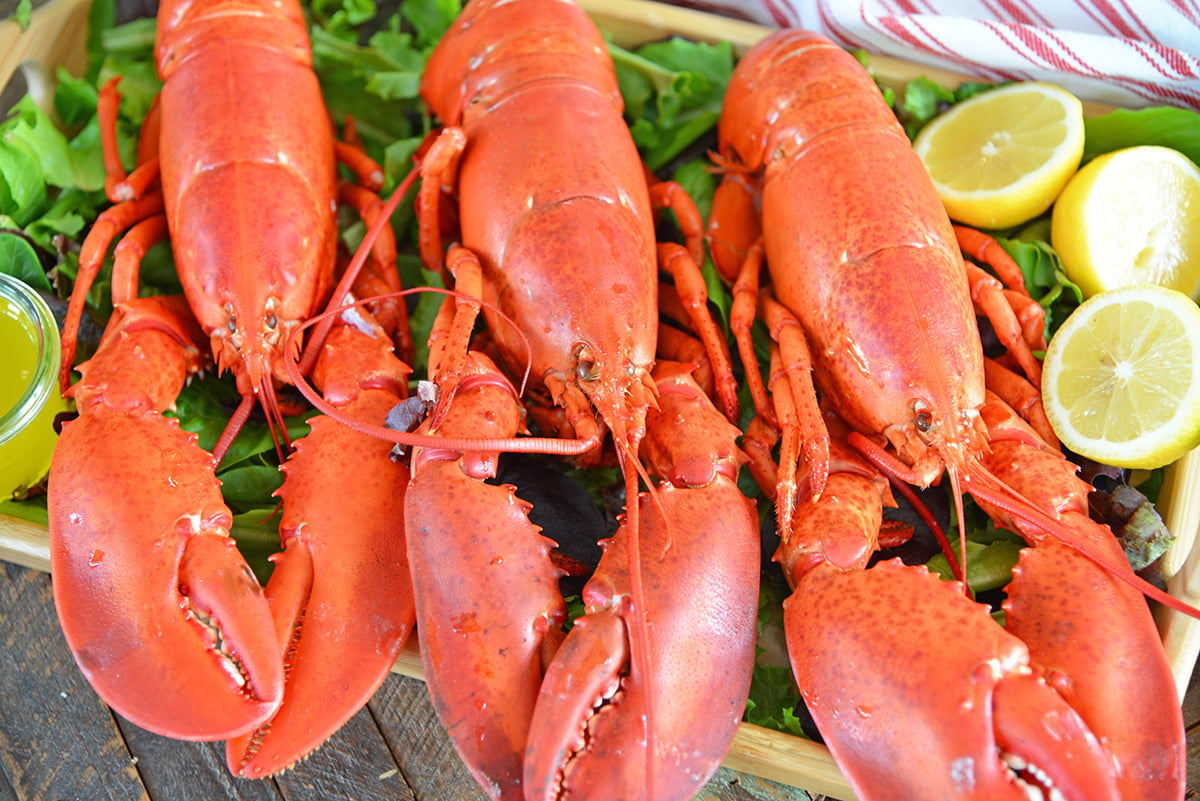 close up of steamed lobsters