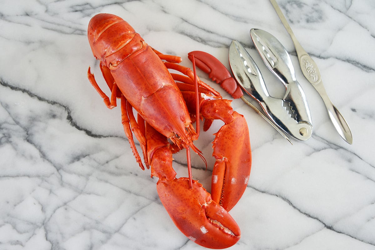 whole lobster with lobster tools on a marble slab