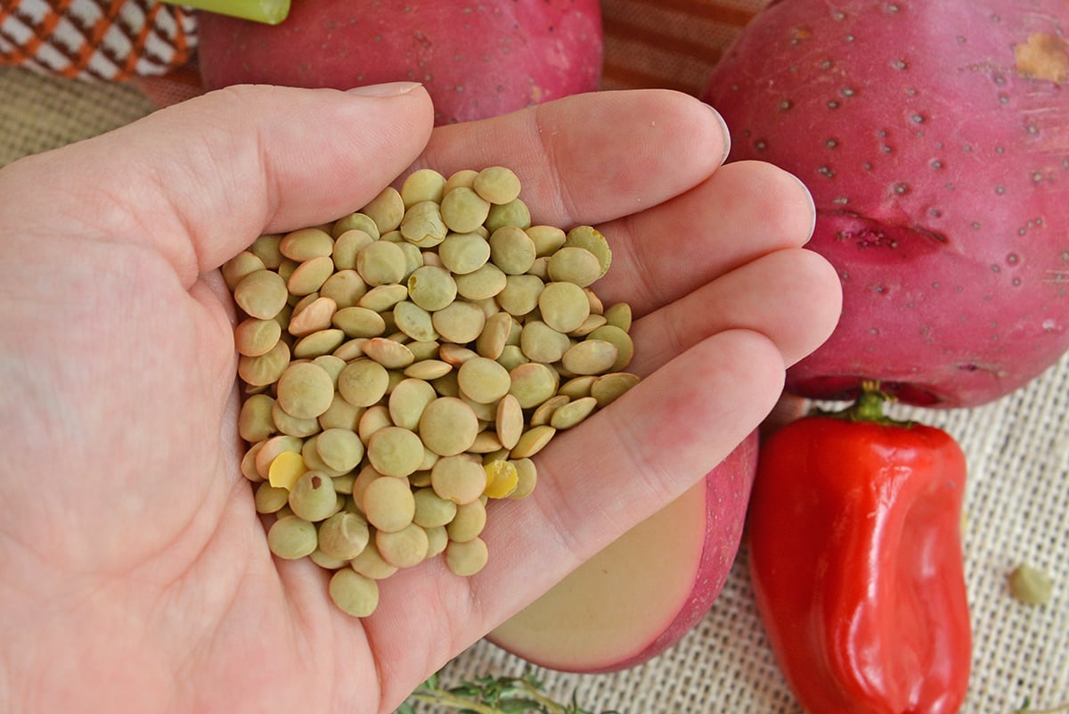 hand holding dried lentils